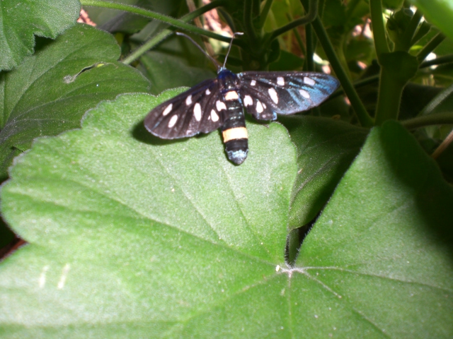 Farfallina sconosciuta